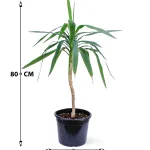 YUCCA HEAD LONG POT 25CM HEIGHT 80CM