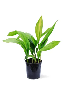 ASPIDISTREA ELATIOR POT 19CM - HEIGHT 60CM