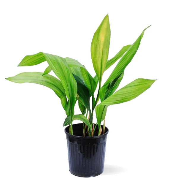 ASPIDISTREA ELATIOR POT 19CM - HEIGHT 60CM