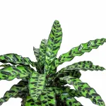 CALATHEA MARANTA LEUCONEUR-POT 18CM HEIGHT 40CM