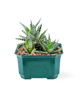 HAWORTHIA -LIGHT GREEN POT 14 CM HEIGHT 20 CM
