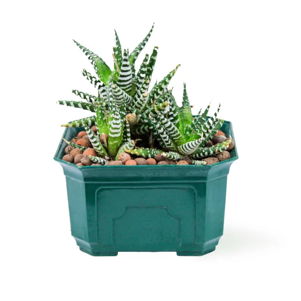 HAWORTHIA -LIGHT GREEN POT 14 CM HEIGHT 20 CM