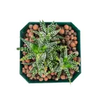 HAWORTHIA -LIGHT GREEN POT 14 CM HEIGHT 20 CM