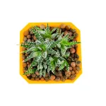 HAWORTHIA -YELLOW POT 14 CM HEIGHT 20 CM