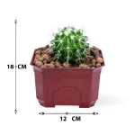 CACTUS - RED  POT 12CM HEIGHT 18CM