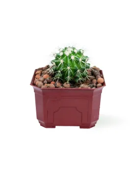 CACTUS - RED  POT 12CM HEIGHT 18CM