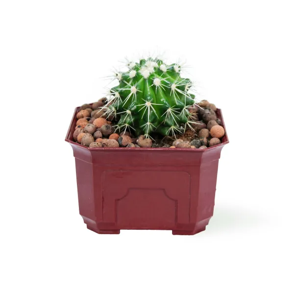 CACTUS - RED  POT 12CM HEIGHT 18CM
