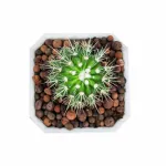 CACTUS - WHITE POT 12CM HEIGHT 18CM