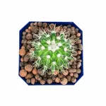 CACTUS - BLUE POT 12CM HEIGHT 18CM