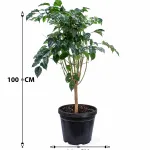 RADERMACHERA POT 30CM HEIGHT 100CM