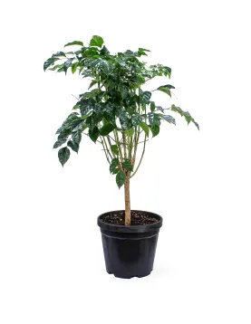 RADERMACHERA POT 30CM HEIGHT 100CM