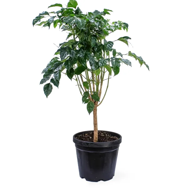 RADERMACHERA POT 30CM HEIGHT 100CM