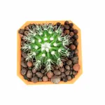 CACTUS - YELLOW POT 12CM HEIGHT 18CM