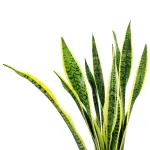 SANSAVIERIA LAURENTI -POT 19CM HEIGHT 70CM