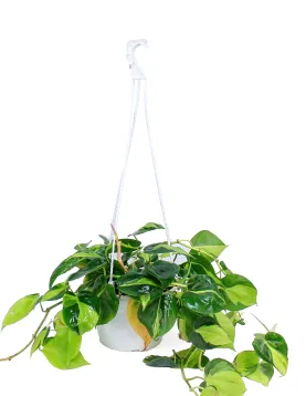 PHILODENDRON SCANDENCE BRASIL  -HANGING POT 16CM HEIGHT 60CM
