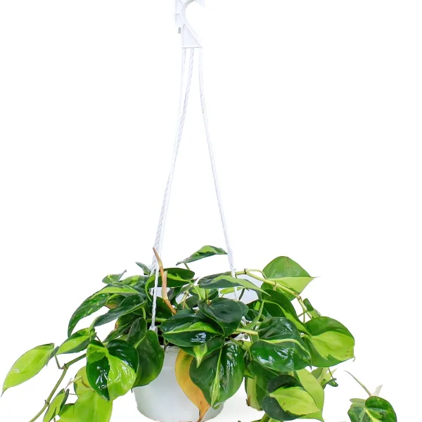 PHILODENDRON SCANDENCE BRASIL  -HANGING POT 16CM HEIGHT 60CM