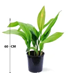 ASPIDISTREA ELATIOR POT 19CM - HEIGHT 60CM