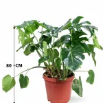 MONSTERA POT 30CM HEIGHT 80CM