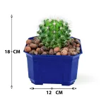CACTUS - BLUE POT 12CM HEIGHT 18CM