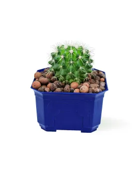 CACTUS - BLUE POT 12CM HEIGHT 18CM