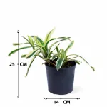 NIDULARIUM VARIGATED POT 14CM HEIGHT 25CM