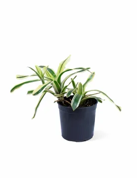 NIDULARIUM VARIGATED POT 14CM HEIGHT 25CM