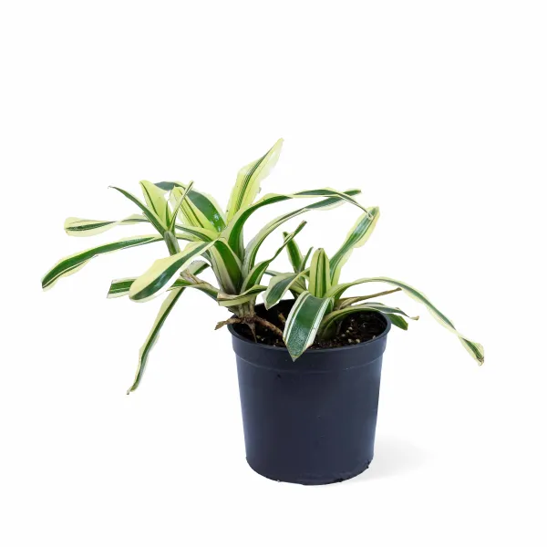 NIDULARIUM VARIGATED POT 14CM HEIGHT 25CM