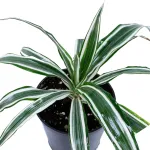 DRACAENA WHITE POT 18CM HEIGHT 40CM