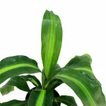 DRACAENA MASSANGANA HEAD POT 14CM HEIGHT 40CM