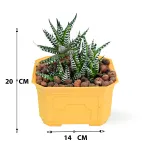 HAWORTHIA -YELLOW POT 14 CM HEIGHT 20 CM