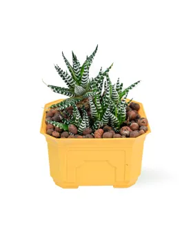 HAWORTHIA -YELLOW POT 14 CM HEIGHT 20 CM