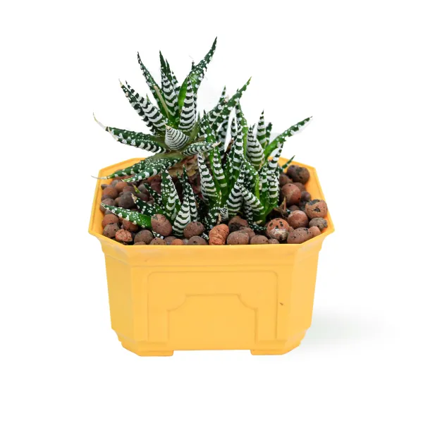 HAWORTHIA -YELLOW POT 14 CM HEIGHT 20 CM
