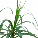 DRACAENA MARGINATA POT 18CM  HEIGHT 55CM