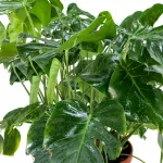 MONSTERA POT 30CM HEIGHT 80CM