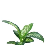 DIFFENBACHIA TROPIC SNOW  POT 18CM HEIGHT 50CM
