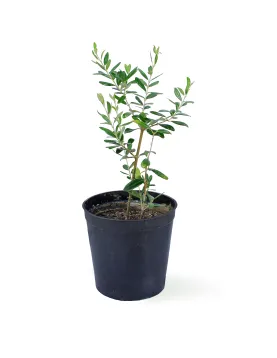 OLIVE POT 18CM HEIGHT 60CM