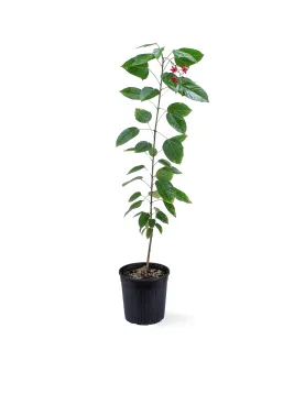 JATHROPHA POT 18CM HEIGHT 120CM