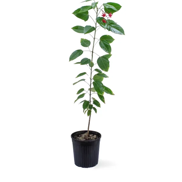 JATHROPHA POT 18CM HEIGHT 120CM