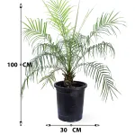 PHOENIX ROEBELENI -POT 30CM HEIGHT 100CM