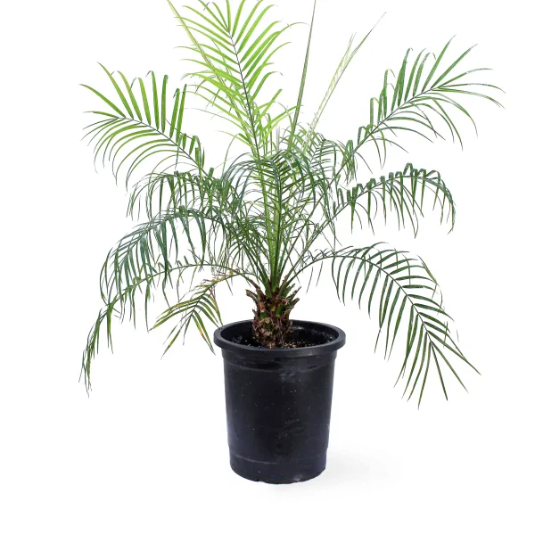 PHOENIX ROEBELENI -POT 30CM HEIGHT 100CM