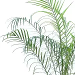 PHOENIX ROEBELENI -POT 18CM HEIGHT 100CM