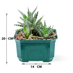 HAWORTHIA -LIGHT GREEN POT 14 CM HEIGHT 20 CM