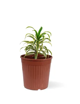 DRACAENA SONG OF INDIA POT 18CM - HEIGHT 40CM