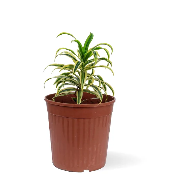 DRACAENA SONG OF INDIA POT 18CM - HEIGHT 40CM