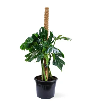 MONSTERA  STICK POT 25CM HEIGHT 100CM