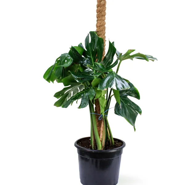 MONSTERA  STICK POT 25CM HEIGHT 100CM