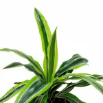 DRACAENA LEMON POT 18CM HEIGHT 40CM