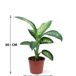 DIFFENBACHIA TROPIC SNOW  POT 18CM HEIGHT 50CM