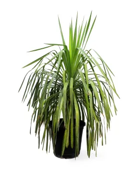 YUCCA RECURVIFOLI POT 50CM , HEIGHT 140CM