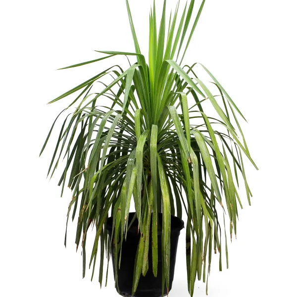 YUCCA RECURVIFOLI POT 50CM , HEIGHT 140CM